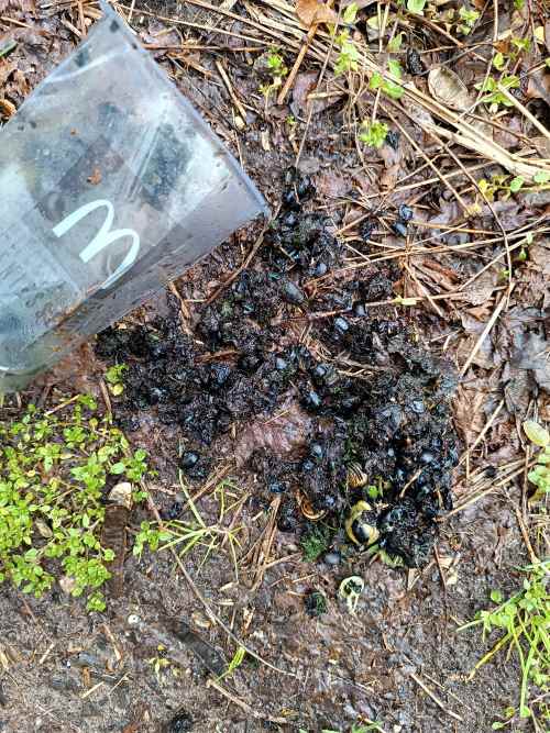 Dieser weggeworfene Plastikbecher wurde zur tödlichen Falle für unzählige Käfer