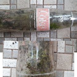 gefunden am 7. März 2021 in der Mühlenstraße in Schiffweiler
0,5l Coca Cola-Pfandflasche
Flaschenprägung 1979