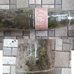 gefunden am 7. März 2021 in der Mühlenstraße in Schiffweiler
0,5l Coca Cola-Pfandflasche
Flaschenprägung 1979